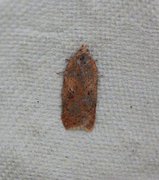 Bjørkeflatvikler (Acleris notana)