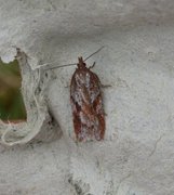 Kystflatvikler (Acleris hyemana)