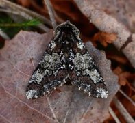 Eikelurvemåler (Biston strataria)