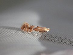 Phyllonorycter dubitella