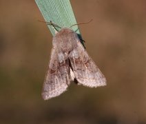 Brunbåndseljefly (Orthosia opima)