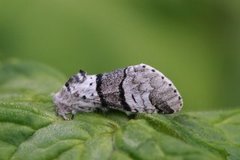 Grå gaffelstjert (Furcula bifida)