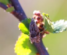 Mørk gullrisengvikler (Eucosma aspidiscana)