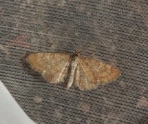 Arvedvergmåler (Eupithecia pygmaeata)