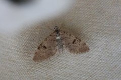 Taigadvergmåler (Eupithecia conterminata)