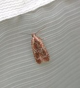 Agonopterix hypericella