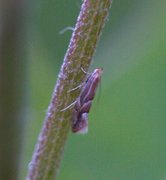 Phyllonorycter heringiella