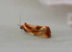 Skumringsvikler (Eulia ministrana)