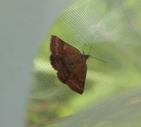 Blåfjærfly (Phytometra viridaria)