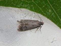 Bryotropha galbanella