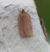 Heibladvikler (Aphelia viburniana)