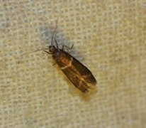 Oresmalmott (Cryptoblabes bistriga)