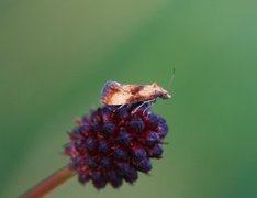 Blodtoppraktvikler (Eupoecilia sanguisorbana)