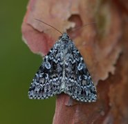 Grått taigafly (Xestia speciosa)