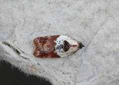 Marmorflatvikler (Acleris variegana)