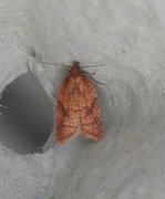 Nettflatvikler (Acleris rhombana)