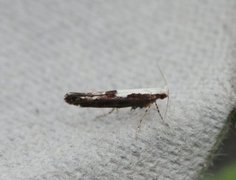 Argyresthia pulchella