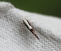 Argyresthia pulchella