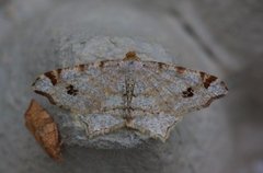 Gul buemåler (Macaria notata)