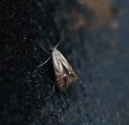 Phyllonorycter rajella