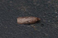 Kystflatvikler (Acleris hyemana)