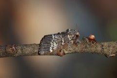 Lys eiketannspinner (Drymonia ruficornis)