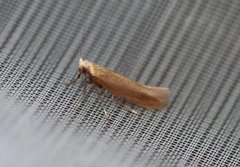 Argyresthia praecocella