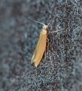 Argyresthia praecocella