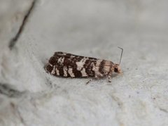 Stripet grankveldvikler (Epinotia tedella)