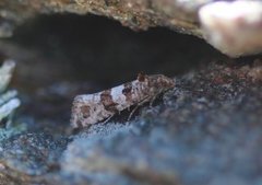 Strandskuddvikler (Lobesia littoralis)