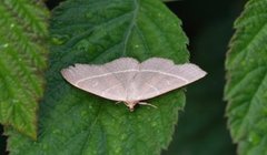 Olivenfly (Trisateles emortualis)