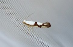 Argyresthia ivella