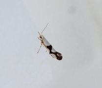 Argyresthia ivella