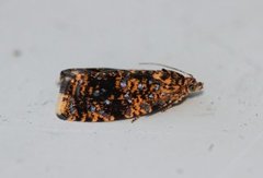 Spireaprydvikler (Celypha siderana)