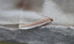 Gressmalmott (Anerastia lotella)