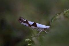 Argyresthia ivella