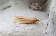 Takrørnebbmott (Chilo phragmitella)