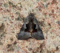 Fjellmetallfly (Syngrapha diasema)