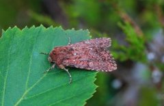 Rødt fjellengfly (Apamea kuusamoensis)