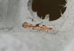 Argyresthia sorbiella