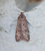 Bryotropha galbanella