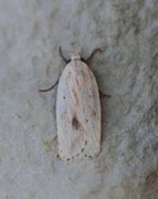 Gul knoppurtflatmøll (Agonopterix kaekeritziana)