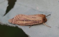 Piggknopprørfly (Globia sparganii)