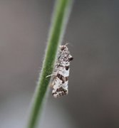 Strandskuddvikler (Lobesia littoralis)