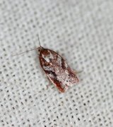 Kystflatvikler (Acleris hyemana)