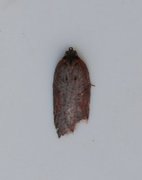 Seljeflatvikler (Acleris hastiana)