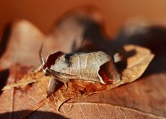 Rødflekkstjertspinner (Clostera curtula)