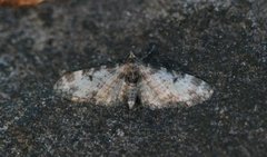 Flekkdvergmåler (Eupithecia irriguata)