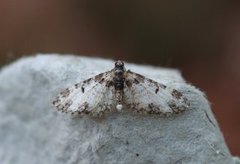 Flekkdvergmåler (Eupithecia irriguata)