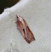 Slåpetornflatvikler (Acleris cristana)